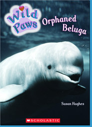 Orphaned Beluga