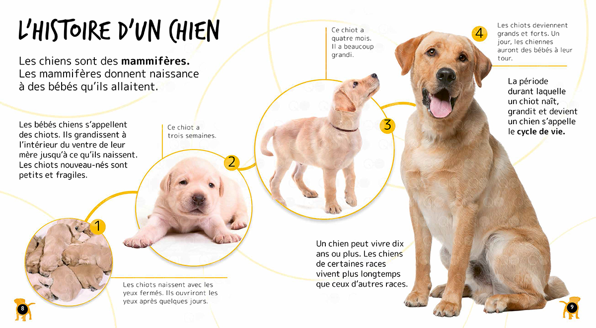 Éditions Scholastic Cycle de vie Le chiot et le chien