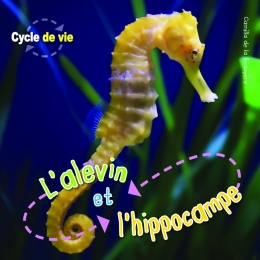 Cycle de vie : L'alevin et l'hippocampe