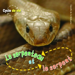 Cycle de vie : Le serpenteau et le serpent