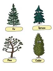Nutshimit: In the Woods: Conifer Matching Activity