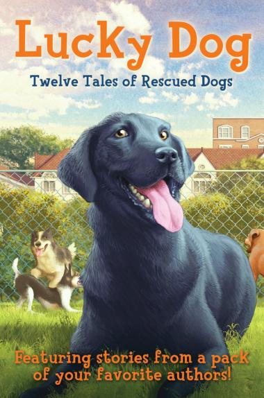 Photo of Lucky Dog