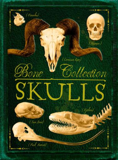 Photo of Bone Collection: Skulls