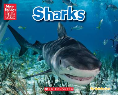 Photo of Sharks in a Box