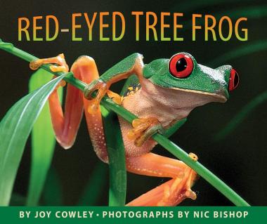 Photo of Red-eyed Tree Frog