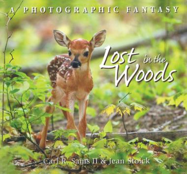 Photo of Lost in the Woods