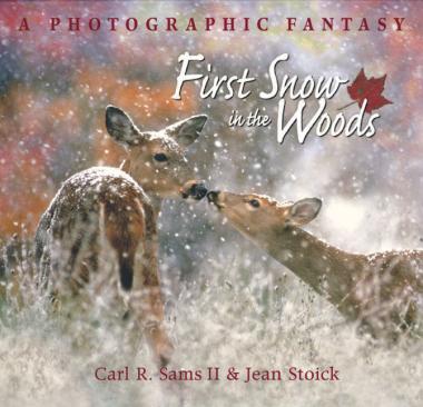 Photo of First Snow in the Woods