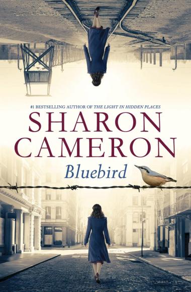 Photo of Bluebird