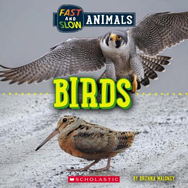 Photo of Birds (Wild World: Fast and Slow Animals)