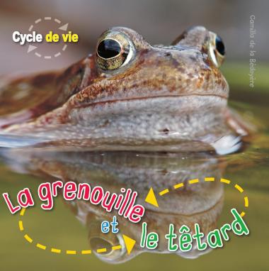 Photo of Cycle de vie : La grenouille et le têtard
