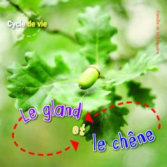 Cycle de vie : Le gland et le chêne