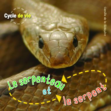 Photo of Cycle de vie : Le serpenteau et le serpent