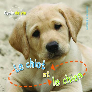 Photo of Cycle de vie : Le chiot et le chien