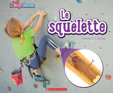 Photo of Le corps humain : Le squelette