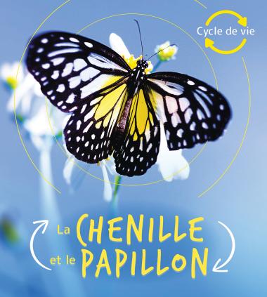 Photo of Cycle de vie : La chenille et le papillon