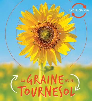 Photo of Cycle de vie : La graine et le tournesol