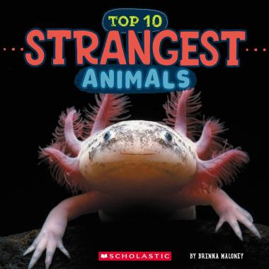 Photo of Strangest Animals (Wild World: Top 10)